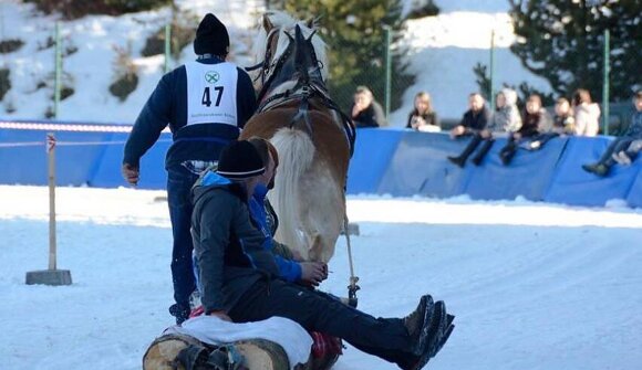 Sledge racing with horses