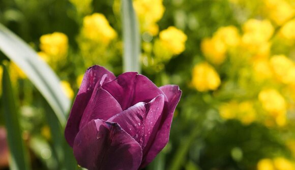 1. Easter Market Nals