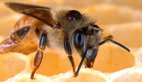 Die Welt der Bienen erleben