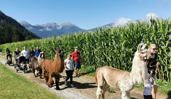 Escursione con i lama