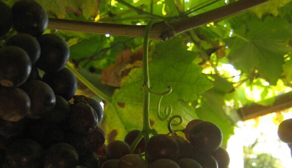 Biodiversität im Genussgarten