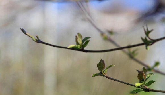 Gemmotherapie - Vortrag