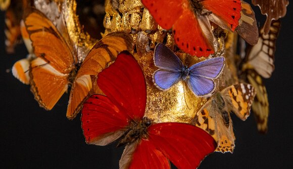 Vernissage: Harald Kastlunger