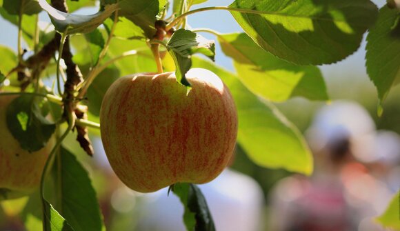 Giornate delle mele - guida delle mele