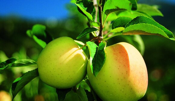 Apfelführung "Der Südtiroler Apfel"