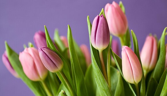 Aperitivo fiorito - Laboratorio