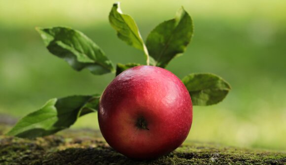 Geführte Wanderung auf dem Apple Walk