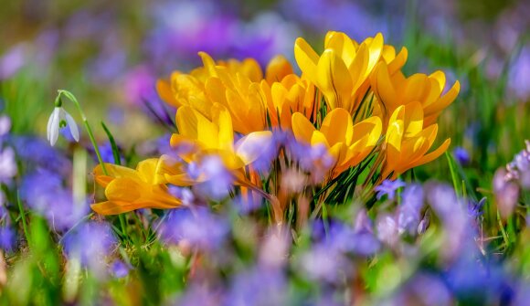 Festa di primavera