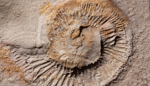 Fossilia - museum open day