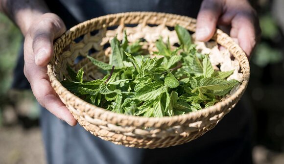 la gioia del giardino- Più che erbe