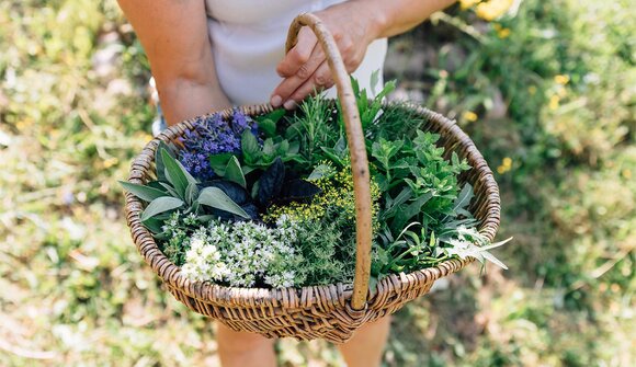 Psairer Langis: Wildkräuterwanderung