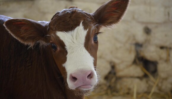 Natale nella Fattoria Arca di Noè