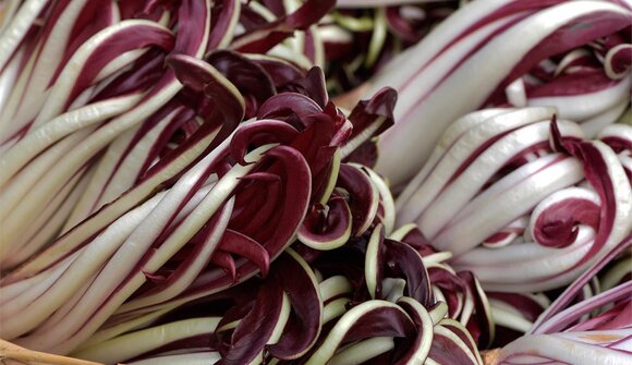 Veredelung des Radicchio und Verkauf