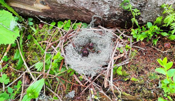 Vogelkundliches Familienerlebnis