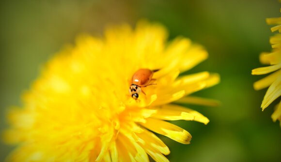 Schau! Was bewegt sich da?