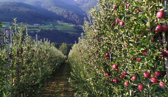 Una passeggiata tra i meleti