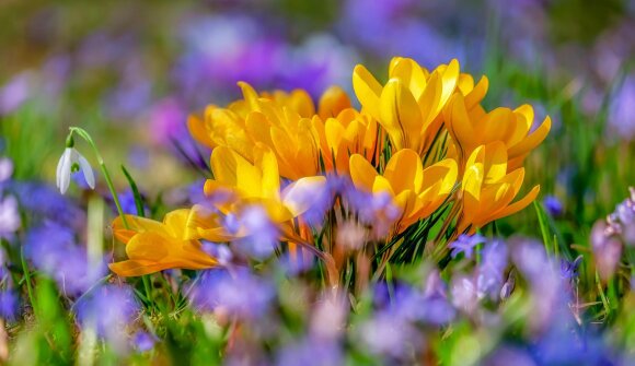 Quattro passi in primavera