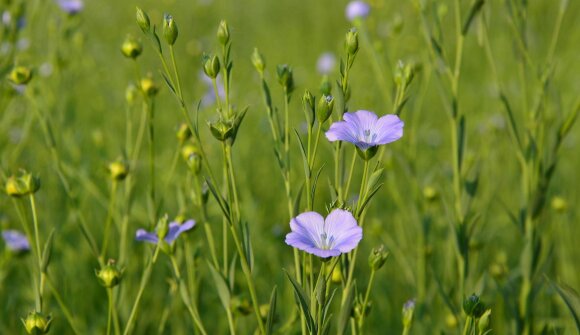 Workshop: ghirlande di primavera