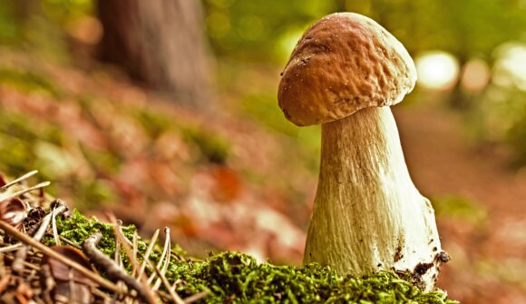 Erbe, funghi e pozioni