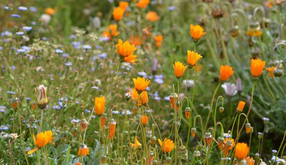 Delizie tra i fiori
