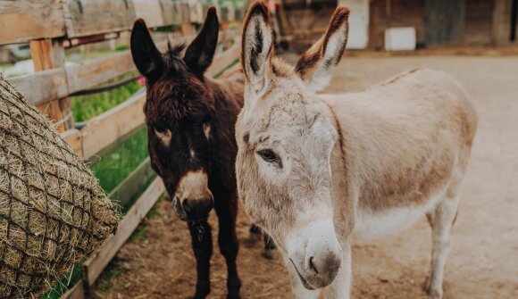 Törggelen bei Asino Amico
