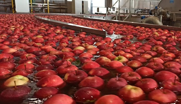 Besichtigung der Obstgen. Frubona