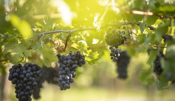 Wein & Olivenöl Verkostung: Arzenhof