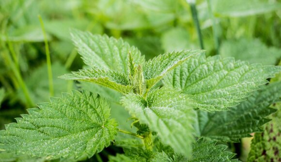 Bartgaishof - Open day