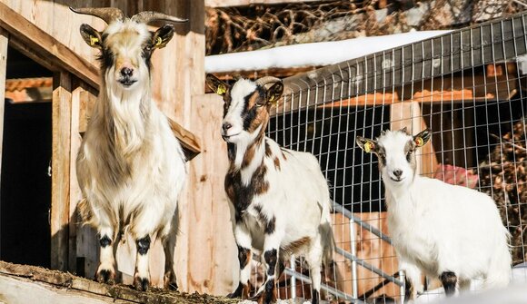 Meeting the animals at the farm