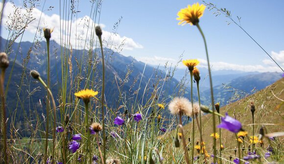 Il mondo degli uccelli dei prati alpini