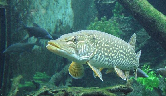 Natur entdecken - aquaprad