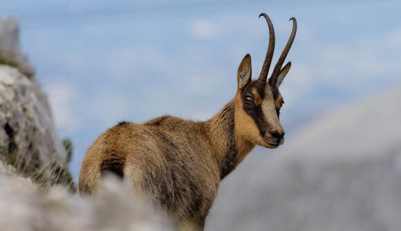 Camosci nel Parco Naturale