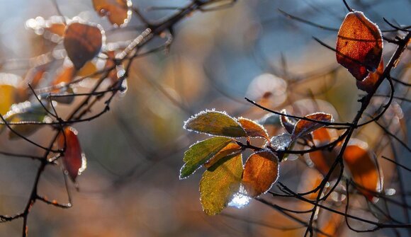Wald, Wurzeln, Weisheit: Naturseminar