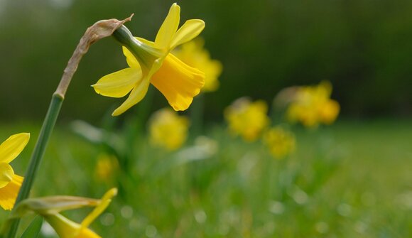 Passeggiata primaverile