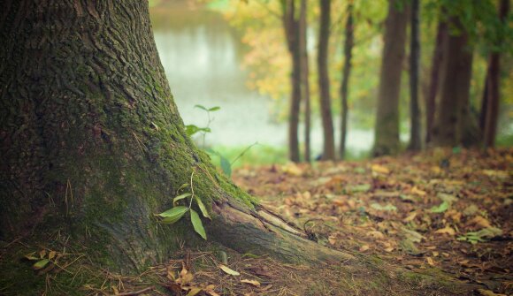 Mit der Natur gestalten