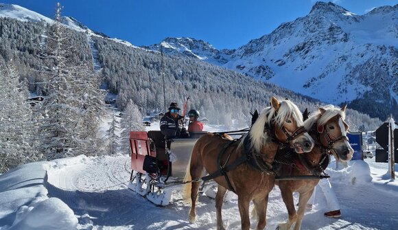 Horse-drawn sleigh ride