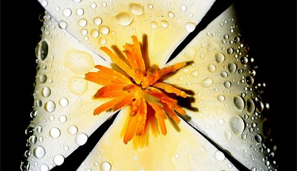 Corso fotografico "Montagna e Fiori"