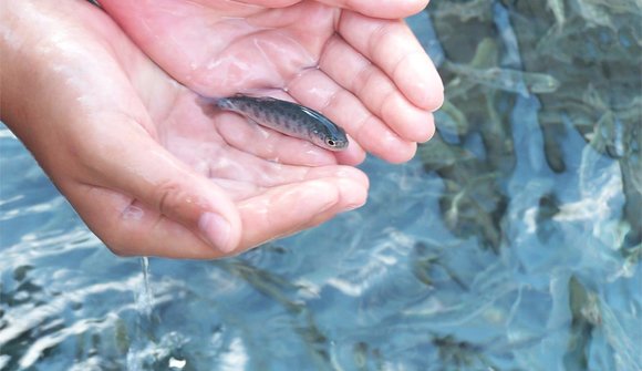 Fischers Fritz fischt frische Fische