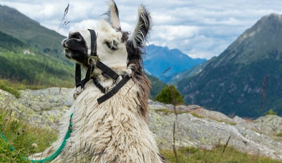 Meet & touch the Lama