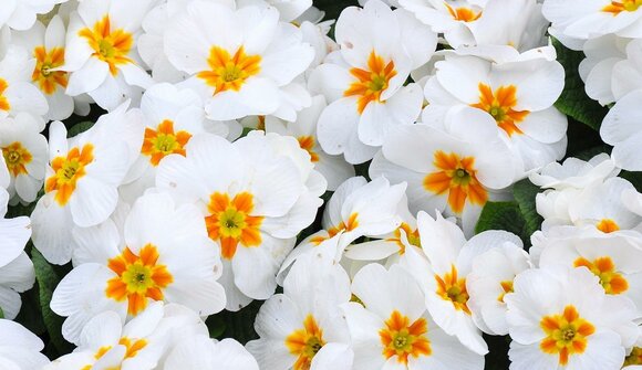 Flower and farmer's market