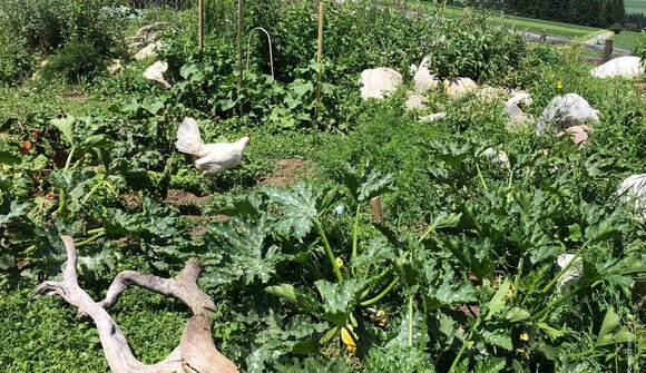 Vortrag: Natur im Garten