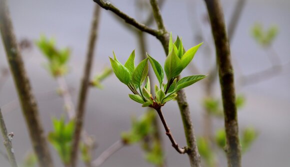 Das Geheimnis der Knospen