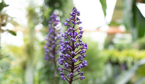 Workshop "conoscere Le orchidee"