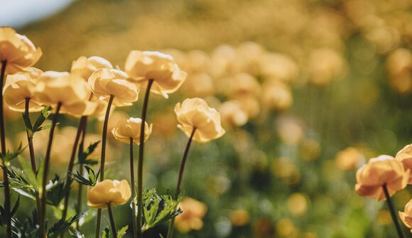 Escursione guidata: S. Apollonia