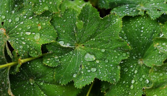 Von Wurzelseppln & Kräuterweiblen