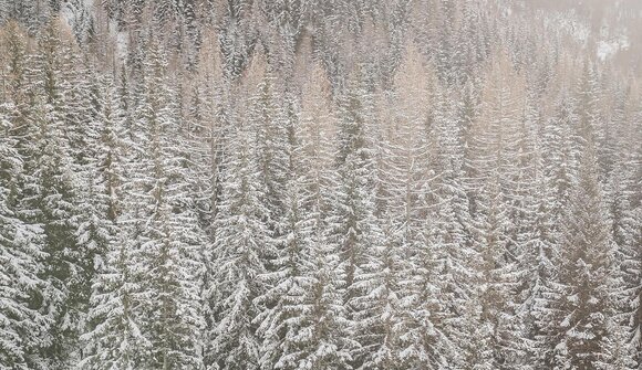 Toul Yoga - Bosco profondo
