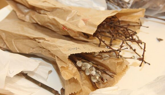 "Die Heilkraft der Pflanzenknospen"