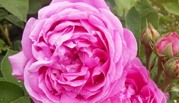 I giardini di Andriano e Terlano 2026