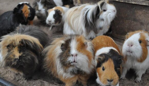 Tiererlebnis für die Kleinsten