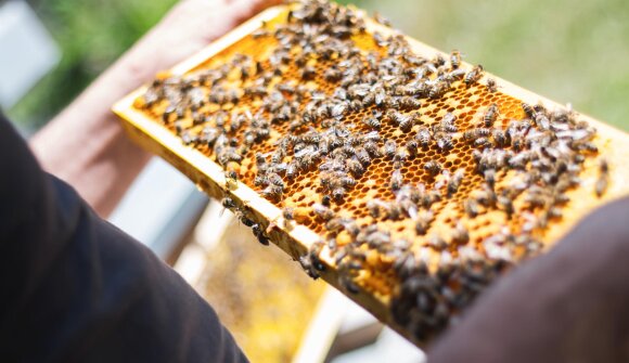 Festival delle api e del miele